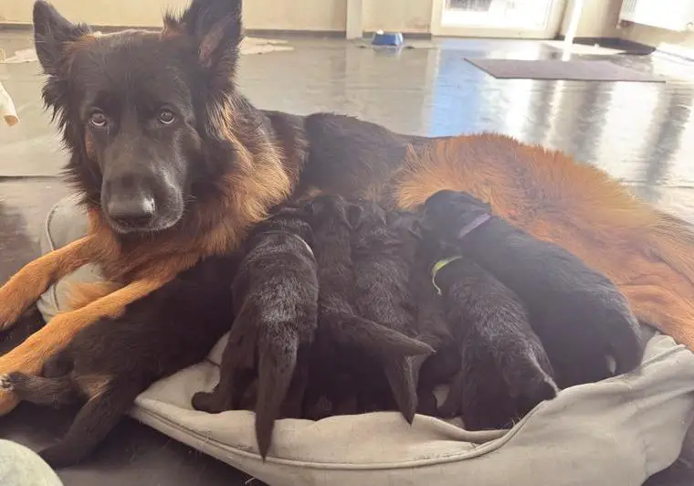 LSt- Schäferhundewelpen