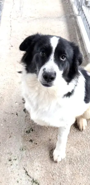 Katja, Mischlingshündin, ca. 1,8 Jahre, z.zt. in Griechenland