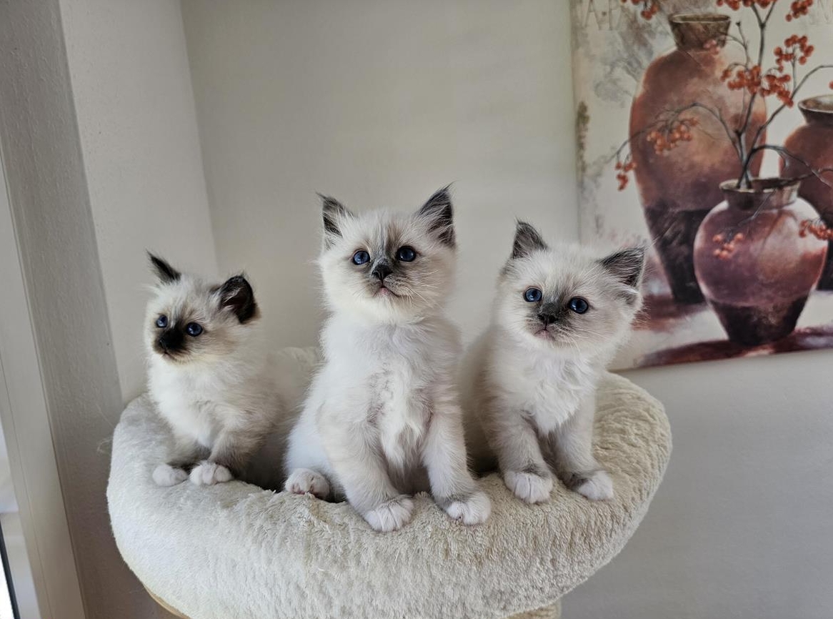 Heilige Birma Kätzchen aus Hobbyzucht