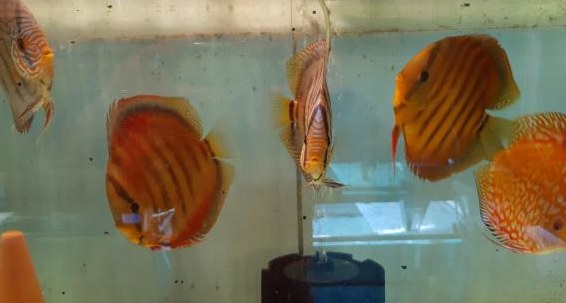 Diskusfische direkt vom Züchter