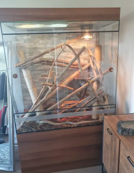 2 Kornnatter-Schwestern inkl. Terrarium abzugeben