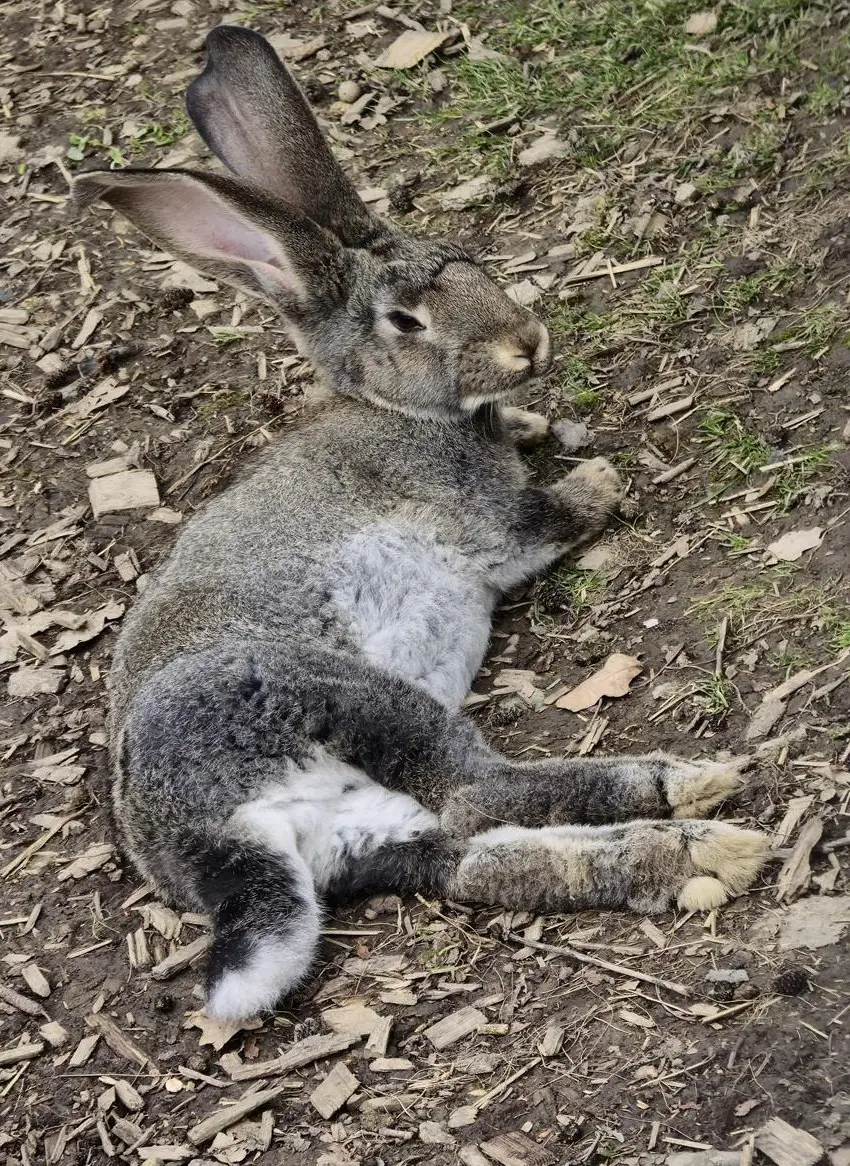 Deutscher Riesen Rammler, wildfarben