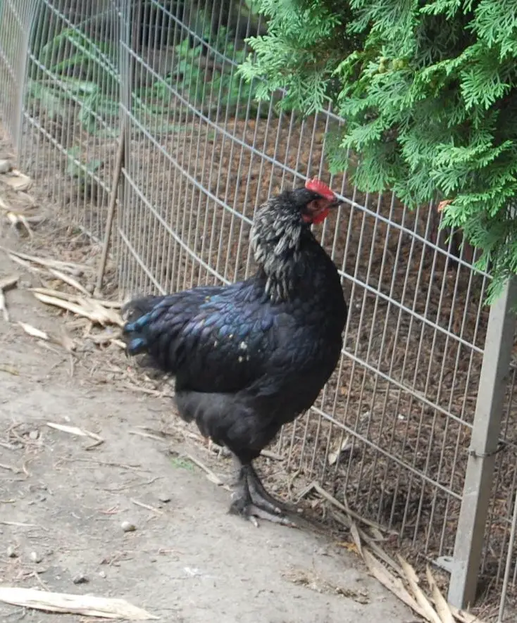 Marans Teenyhahn reinrassig selten