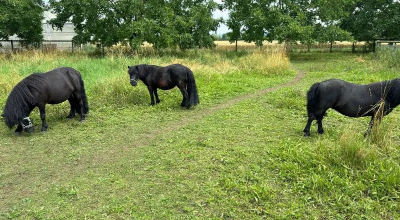 3 Shetty Pony sehr kinderlieb zu verkaufen