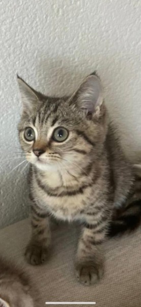 Britische Kurzhaar-Kätzchen zu verkaufen.