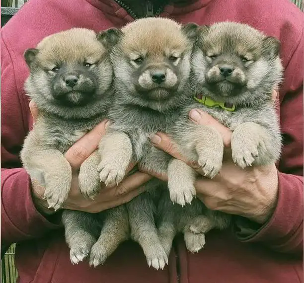 Shiba Inu Welpen aus liebevoller Zucht mit Ahnentafel