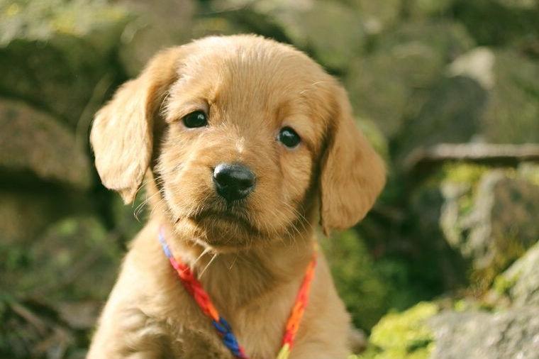 Mini/Medium Labradoodle Welpen in rot und Creme