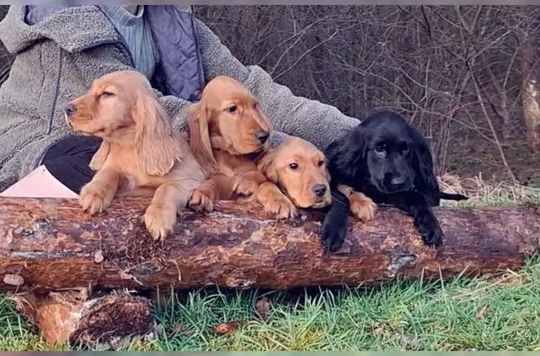 Englisch cocker spaniel welpen