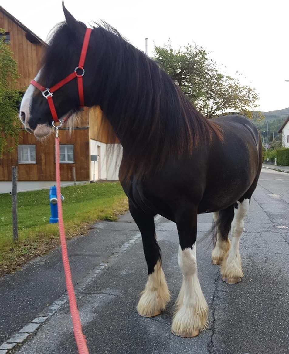 Extrem schöne Kaltblut Stute (tragend) , Original Shire Horse