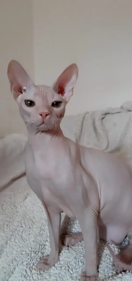 Don Sphynx Kätzchen aus Italien