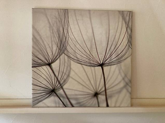 Pusterblumenbilder - der Hingucker in jeder Wohnung