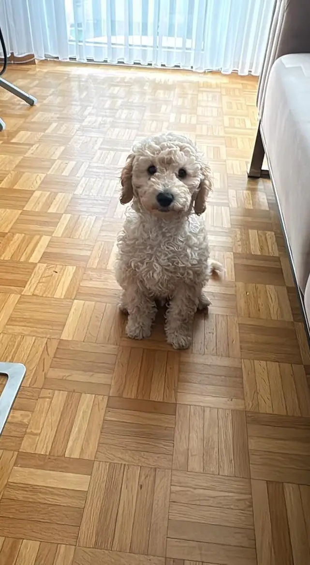 Toypudel Rüde, 4 Monate alt zu verkaufen