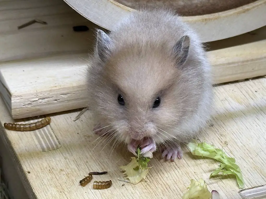 Teddyhamster Männchen Gold Bd. Weiss mit Grauschimmer