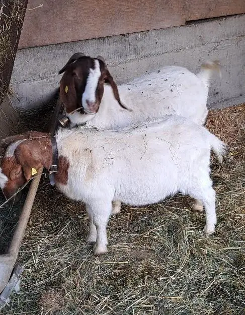 5 Burenziegen zu verkaufen