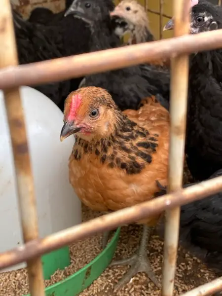 Bundle Küken, Hähne