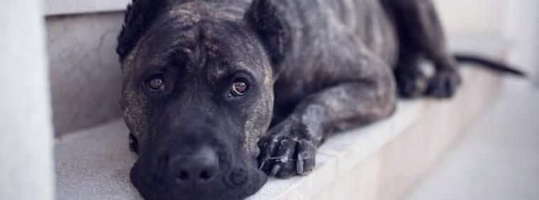Bruna Presa Canario Hündin sucht erfahrenes Zuhause