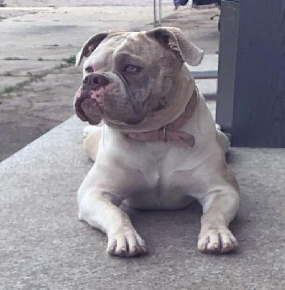 Wurfankündigung Old English Bulldogge WELPEN