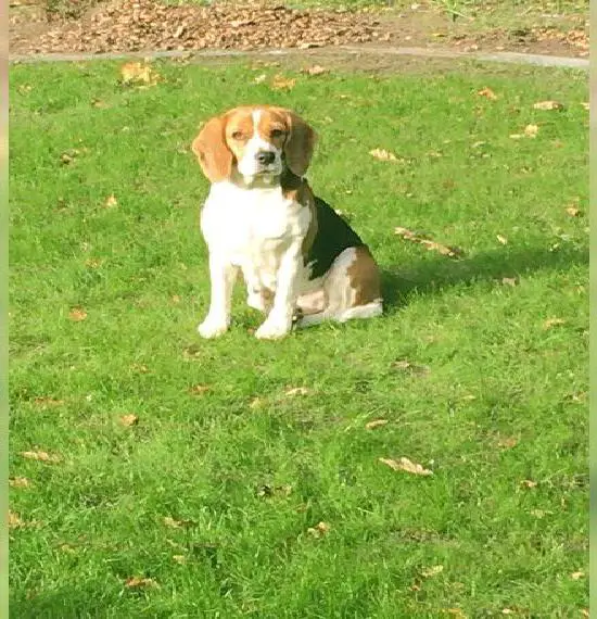 Beagle weiblich
