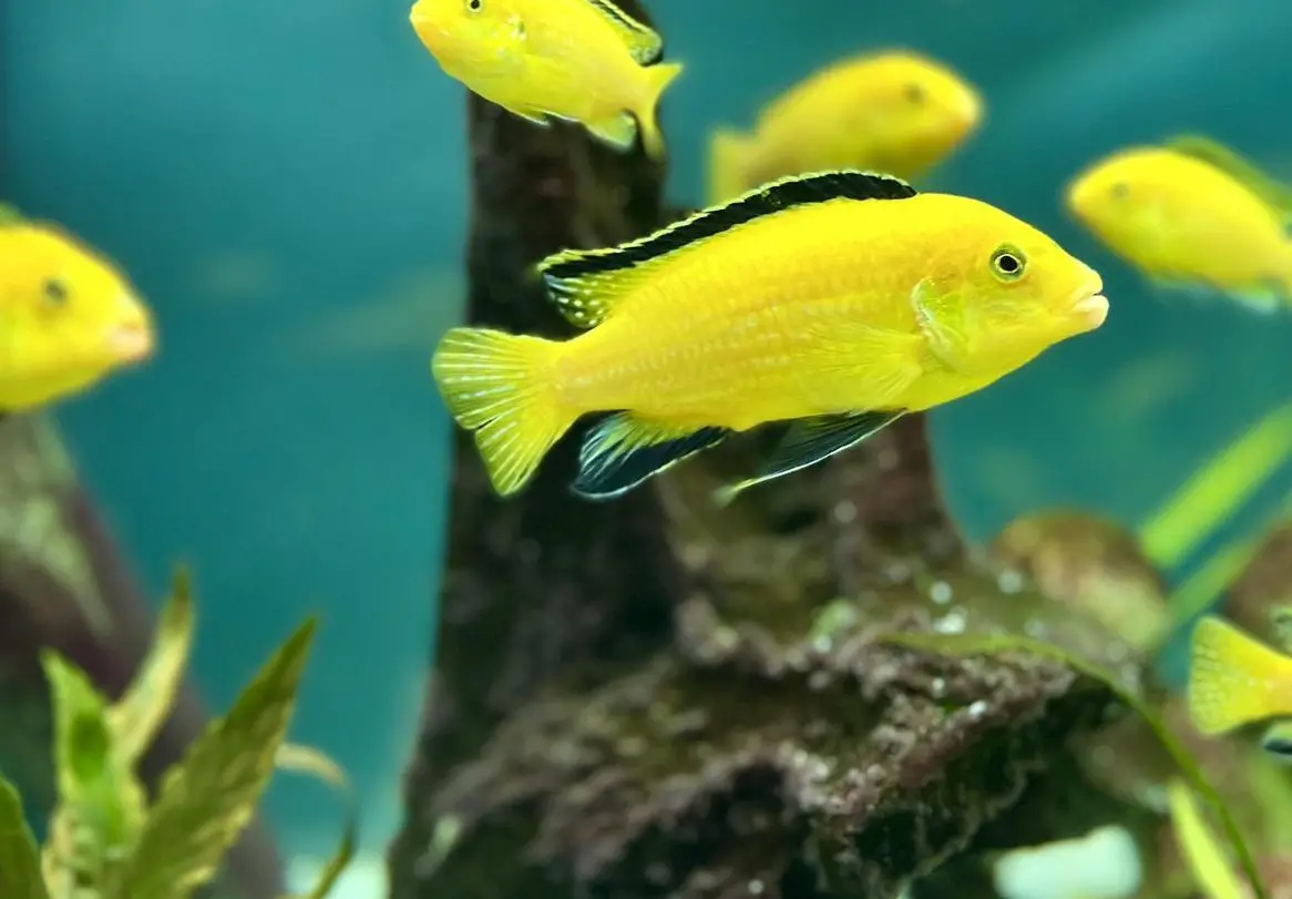 „Yellow“ Malawi Buntbarsche zu vergeben