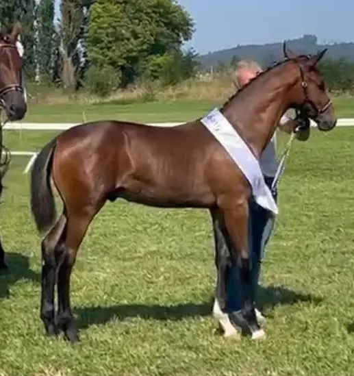 Edles Warmblut Hengstfohlen mit Top-Dressurgenetik