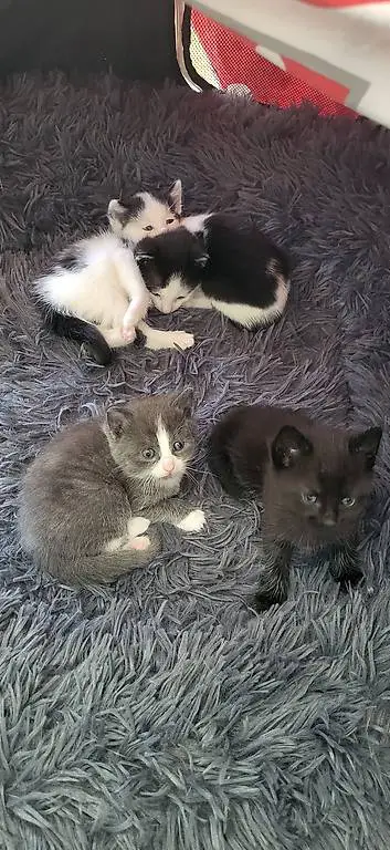 Babykätzchen zu verkaufen