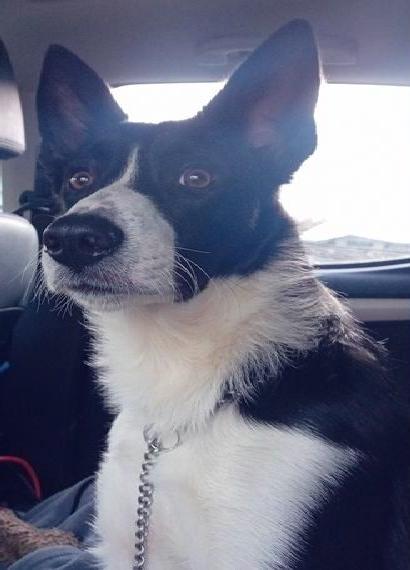 Border Collie Rüde aus reiner Arbeitslinie