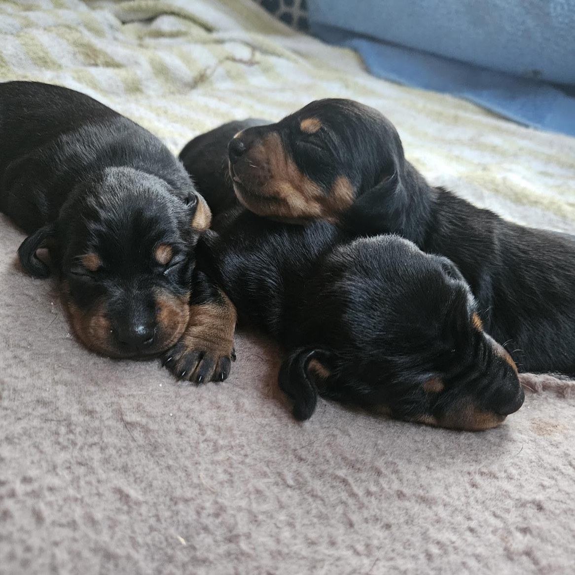 Dackel Welpen, Doxie-Pin | Dackel x Rehpinscher Hybrid Mischung