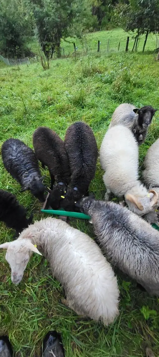 Ouessant Auen zu verkaufen