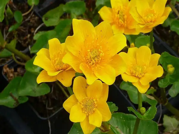  Teichpflanzen: Wasserpflanze Caltha palustris "Semiplena"