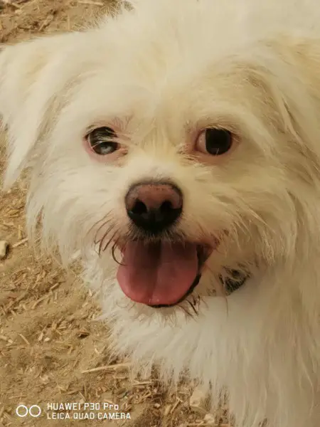 Susy, Mischlingshündin, ca. 2,5 Jahre alt, z.zt. in Ungarn