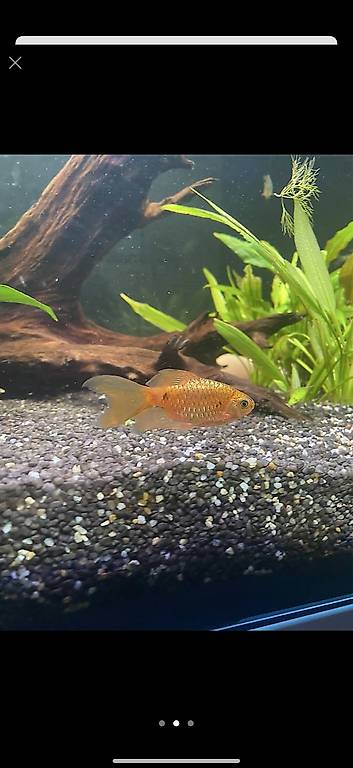 Prachtbarben Fisch 2Stk