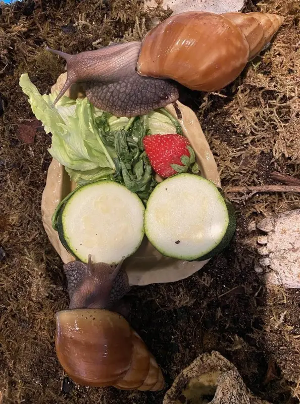 4 Achatschnecken zu verkaufen