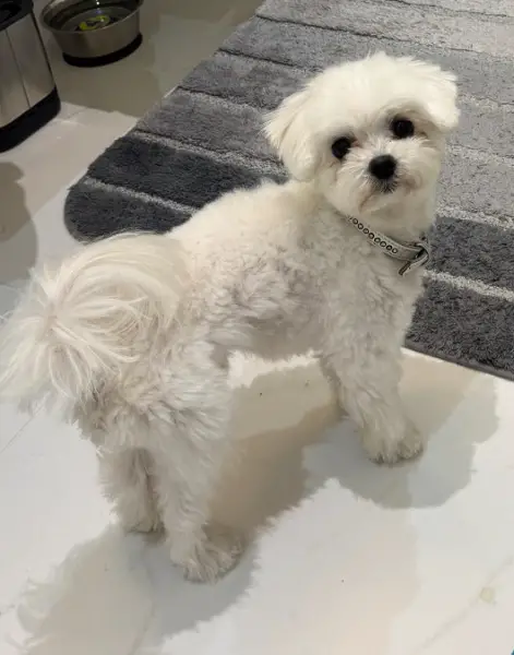 Deckrüde Malteser 1,7kg