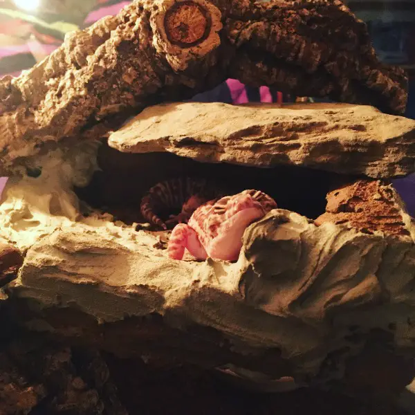 Rückwand bauen lassen