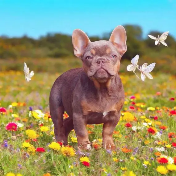 Französische Bulldoggen Welpen