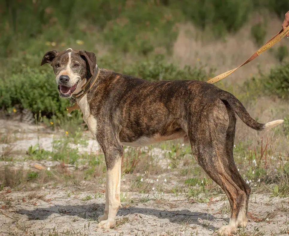 Mischlingsrüde Bobby, ein agiler älterer Herr