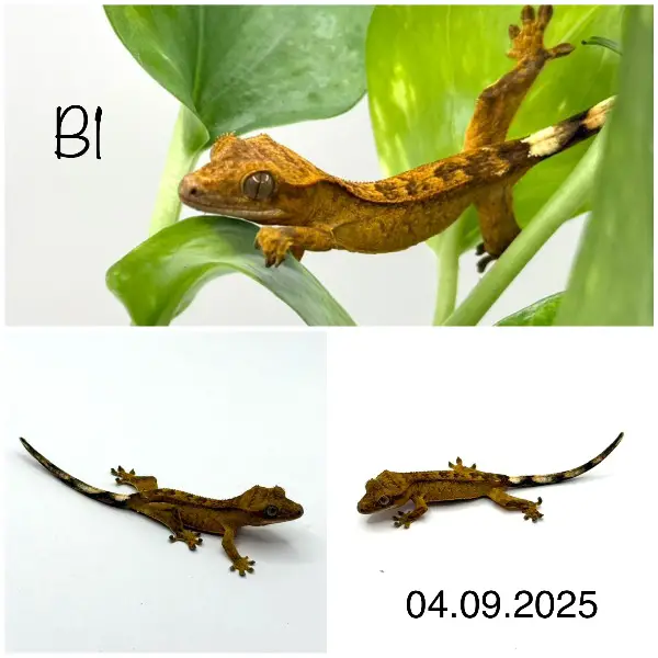 Kronengecko Jungtiere