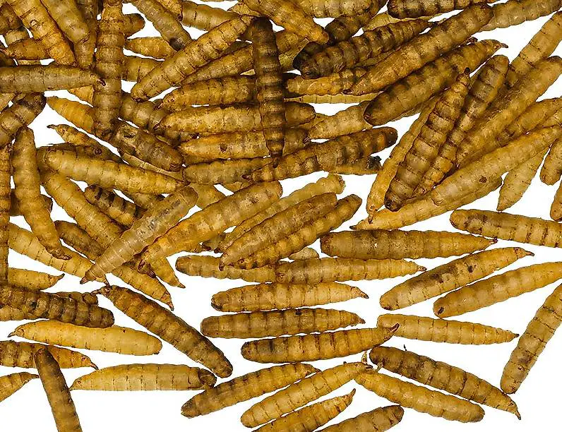 Hermetia Soldatenfliegenlarve getrocknet 300g