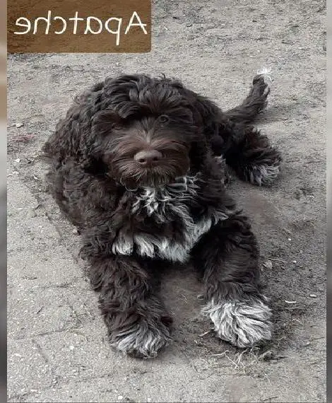 Portugiesische Wasserhund Welpen