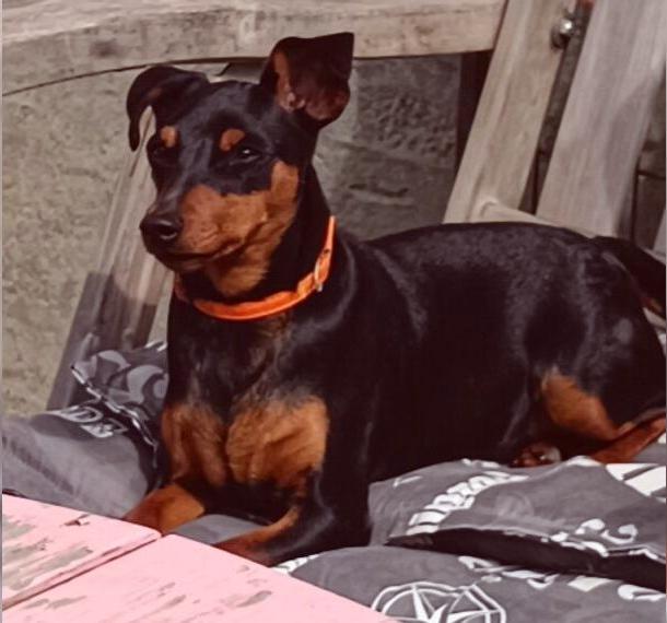 Süsse reinrassige Zwergpinscher Hündin 12Mon m.P.