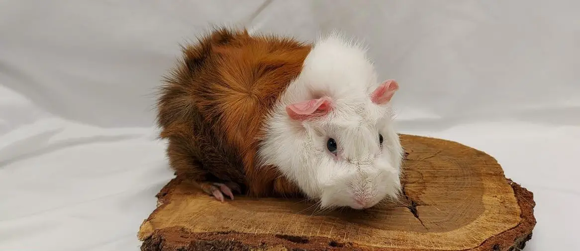 Süsse Rosetten Meerschweinchen zu verkaufen