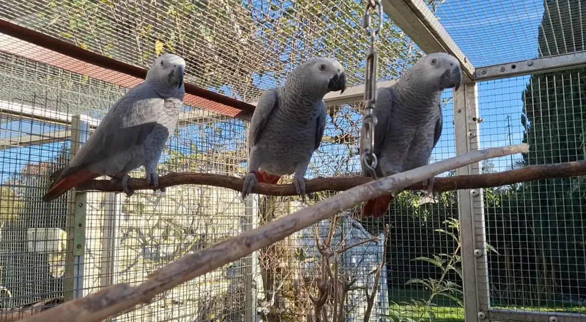 Sie möchten ein sprechender Papagei kaufen?