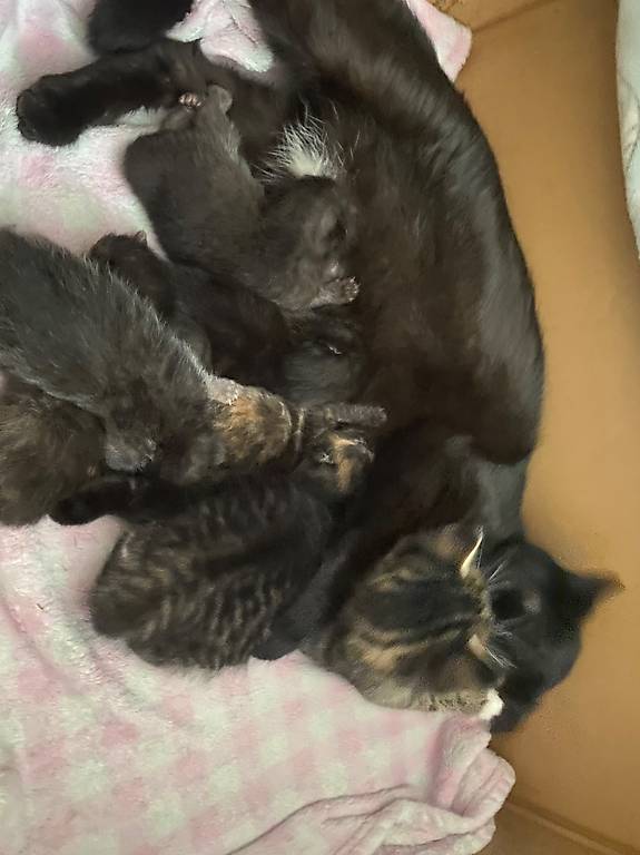 Herzige Kitten abzugeben