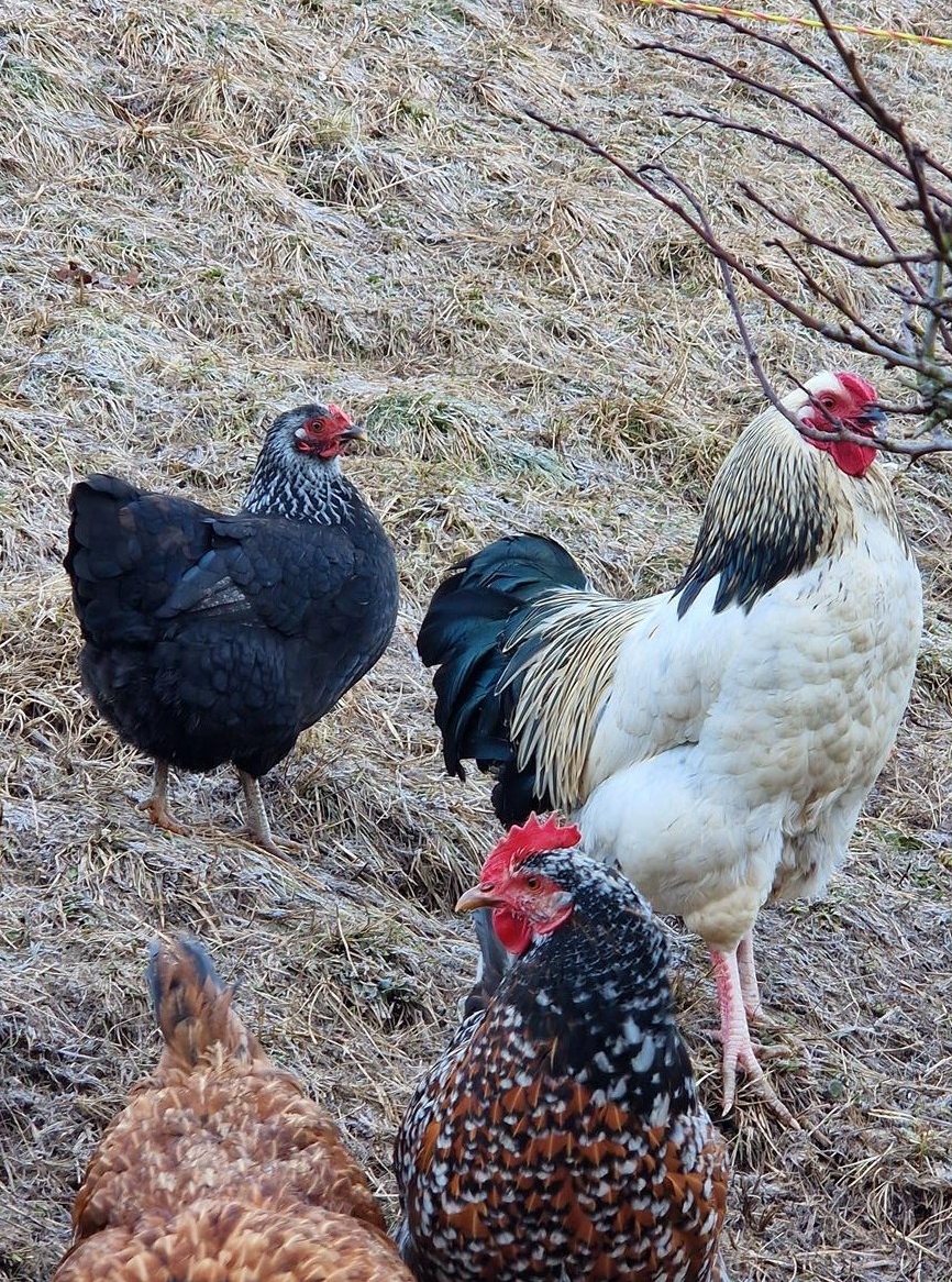 Sussex/Wyandotten Hahn abzugeben