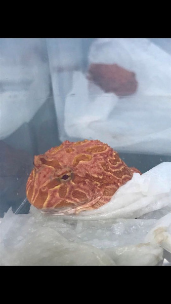 Schmuckhornfrosch - Ceratophrys cranwelli