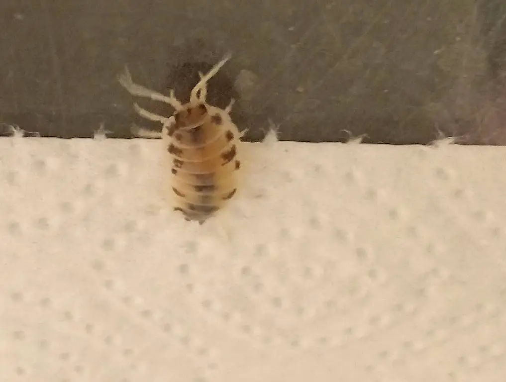 Bodenpolizei Porcellio laevis Panda