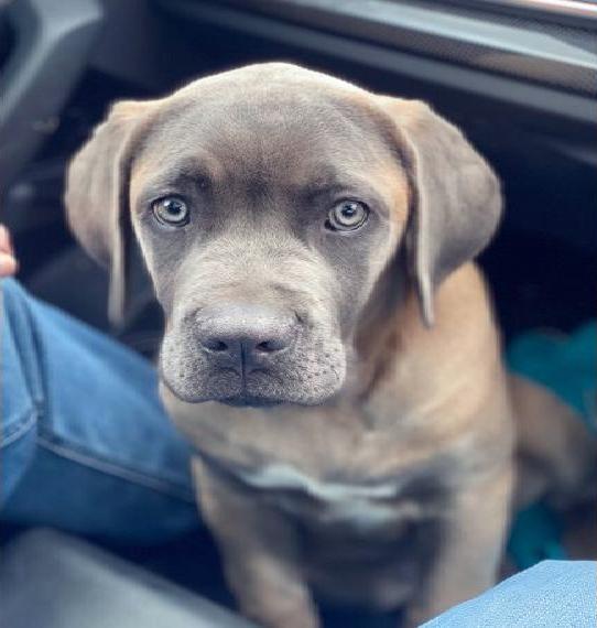 Cane Corso Welpen