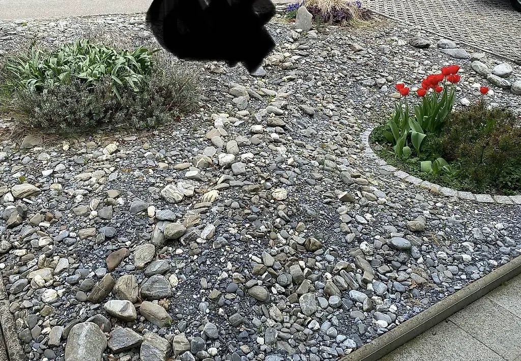 Diverse Steine aus Steingarten gratis abzugeben