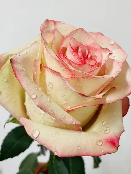 glücks massage in horgen