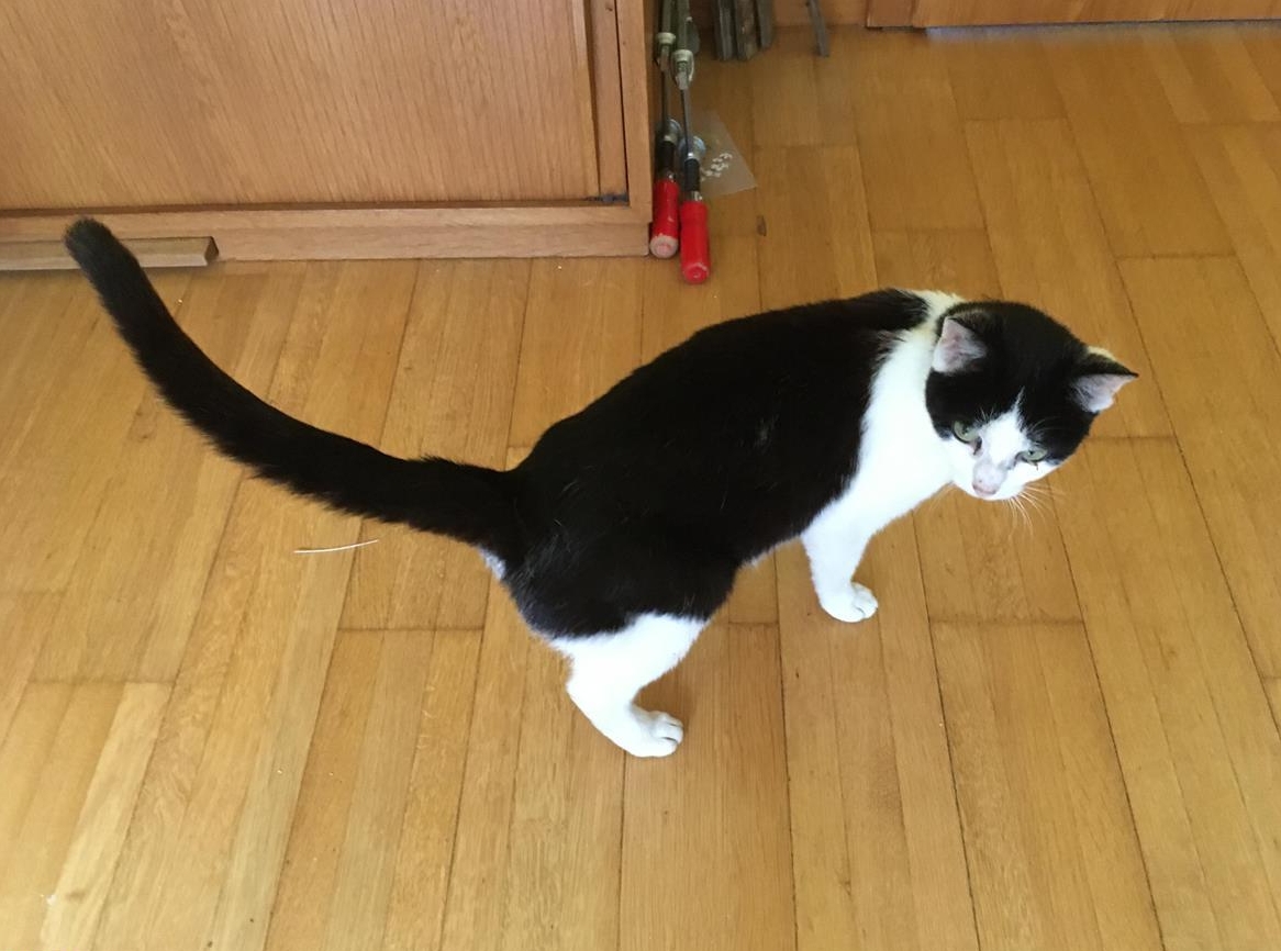 Verkuschelte, schöne Katzen Dame mit schwarzweisser Zeichnung